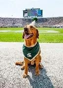 Zeke the WonderDog sitting on the field at Spartan Stadium