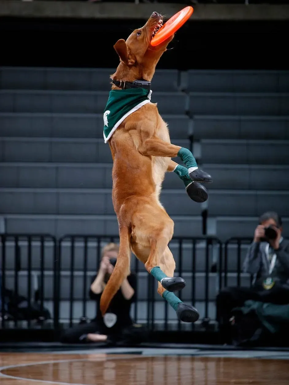 Zeke the WonderDog leaping for a frisbee indoors