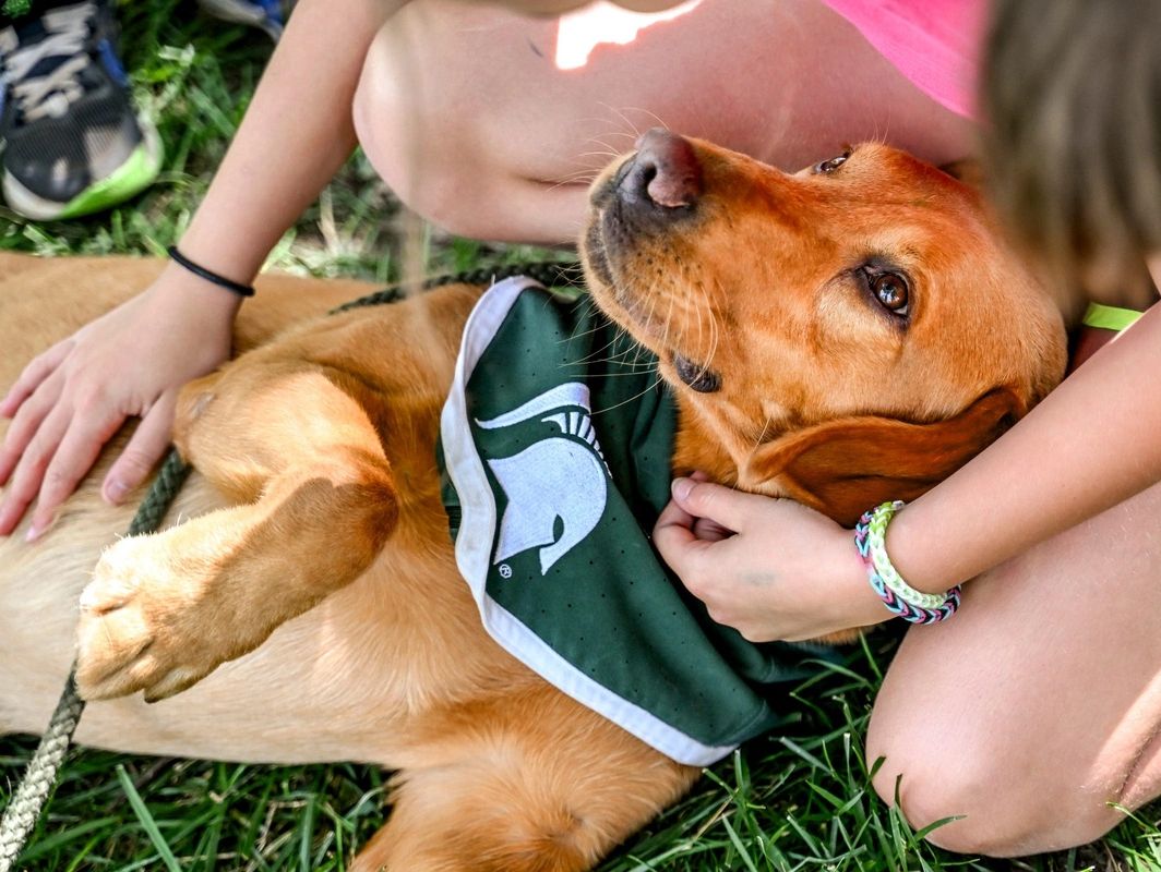 Zeke the WonderDog with fans