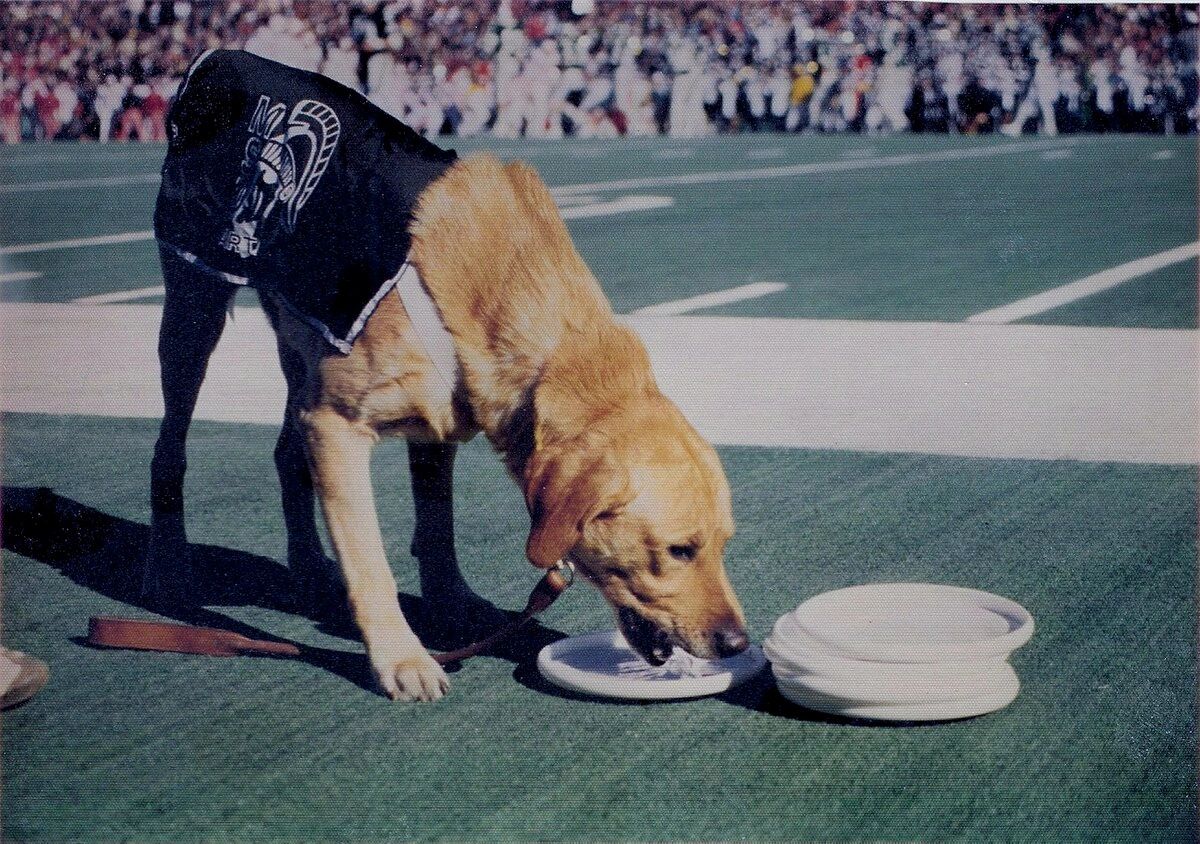 Zeke II performing at Spartan Stadium